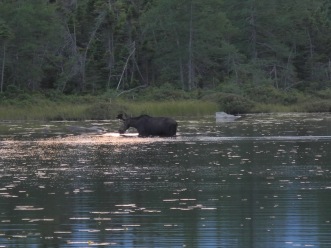 2016-07-17 19-36-57-Appalachian-Trail-494-Moose-in-Ethan-Pond.jpg